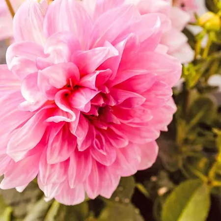 Apartament Jagerstueberl-60qm Eg Mit Gr Terrasse By Interhome Grießen